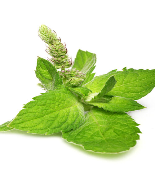 Herbal Products